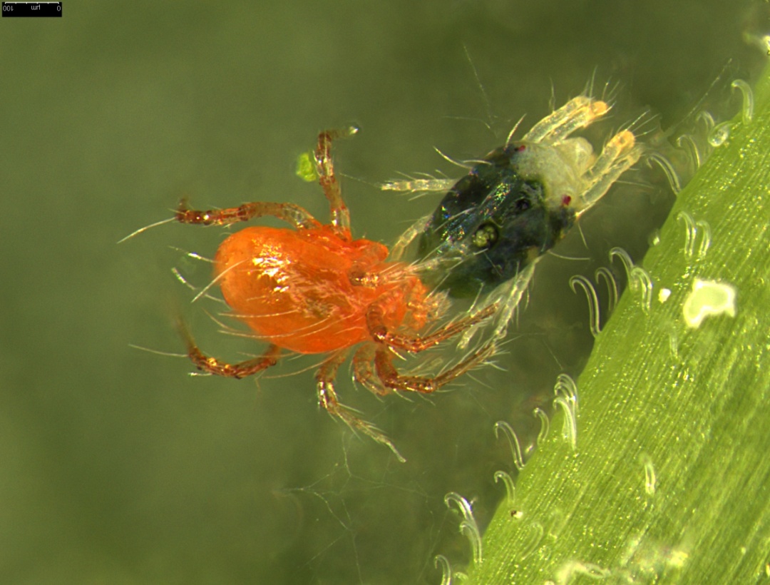 小心植物"热伤风"！早春家庭养护记住这三个关键