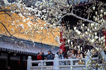 南京灵谷景区内的玉兰花开了