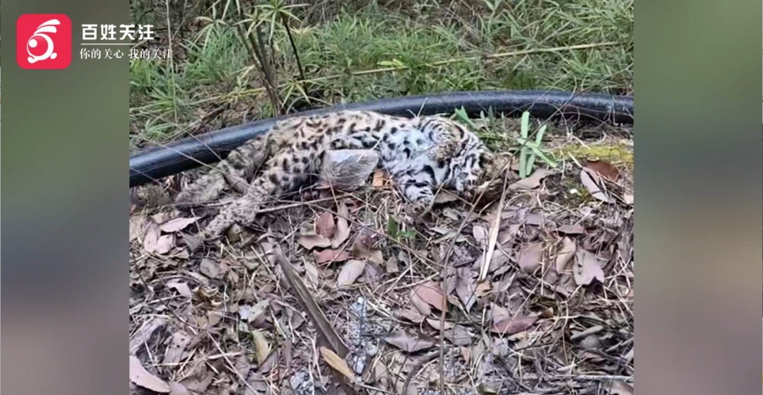 男子进山徒步发现“豹子”尸体，官方核查：实为国家二级保护动物