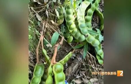 火出圈的“显眼包”、“云南特产” 可以带上飞机！但是要注意有毒！千万别误食