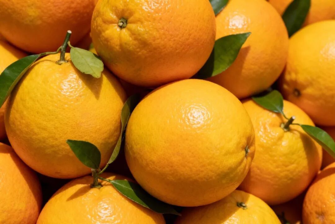 脐橙分“公母”？怎样挑到最甜的脐橙？记住这4点就够