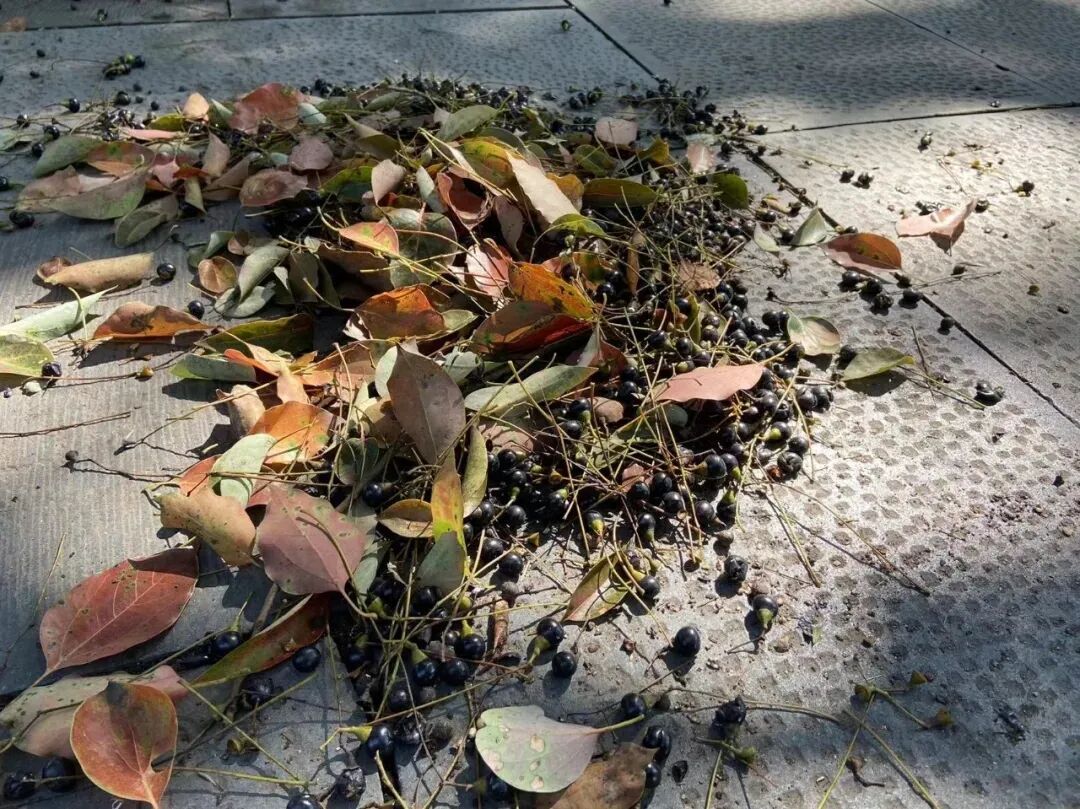 别踩！别碰！街头正大量出现这种黑色果子