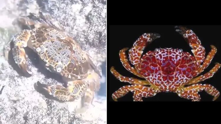 警惕！这五种有毒动植物需谨慎识别，禁止食用