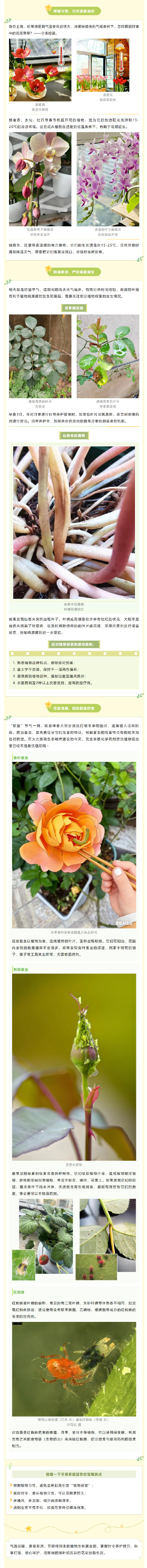 早春家庭植物养护，抓准这3个关键→