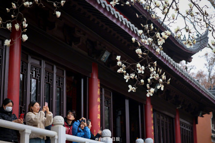 南京灵谷景区内的玉兰花开了