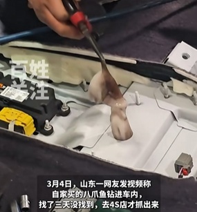 网友购买的八爪鱼钻进车内3天，找到后"鱼腥味差点把师傅熏吐"