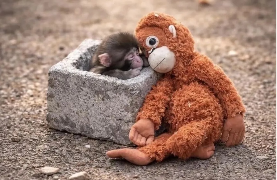 毛绒玩具当妈妈，被全世界心疼的小猴还有救