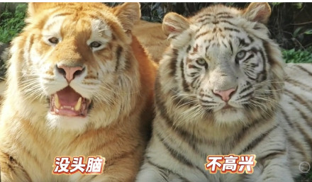 老虎版“没头脑”和“不高兴”爆火出圈，饲养员：其实很聪明很开心