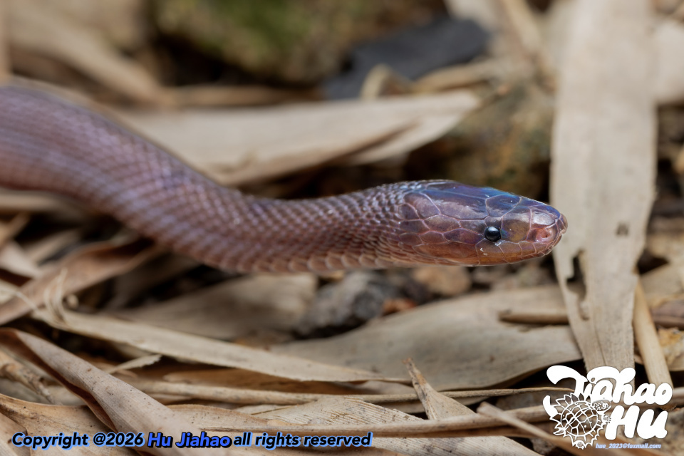 浙江17岁高中生率先发现新物种，联合发文登上SCI，当事人回应质疑：父母是普通人