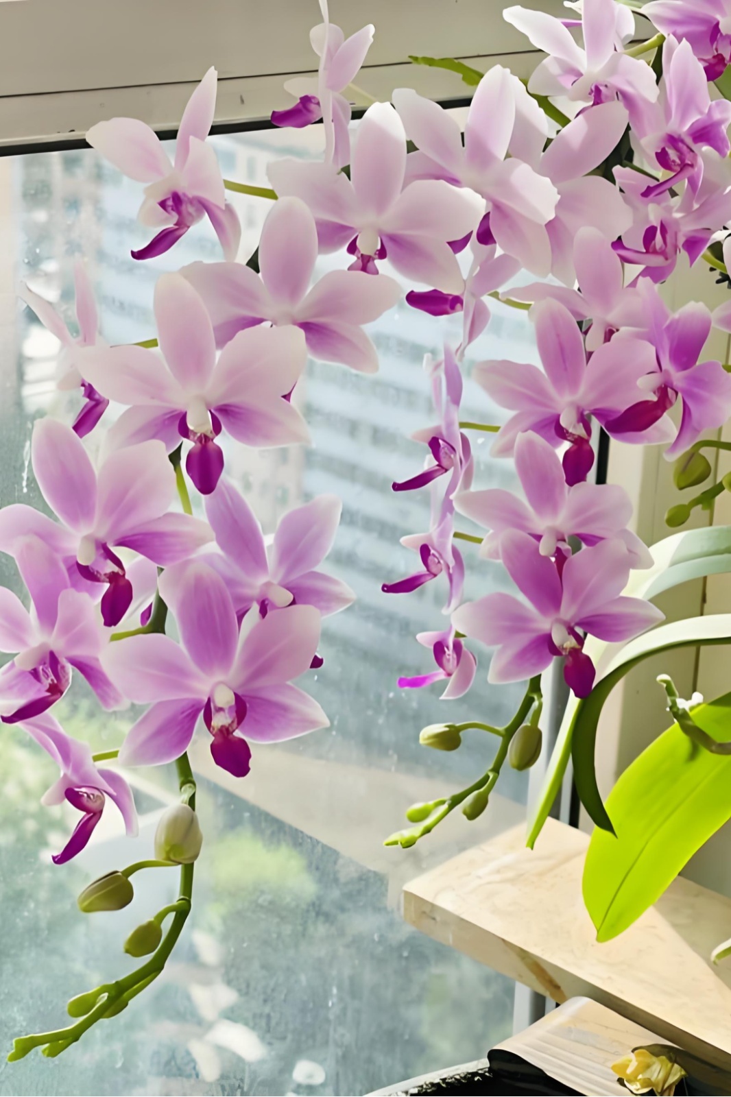 早春家庭植物养护，抓准这3个关键→