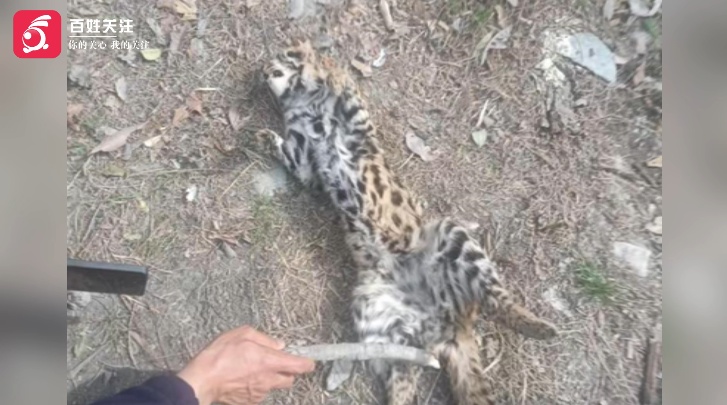 男子进山徒步发现“豹子”尸体，官方核查：实为国家二级保护动物