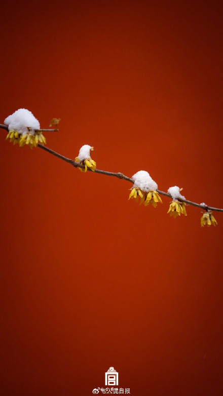 中式美学！故宫遇上春雪的氛围感