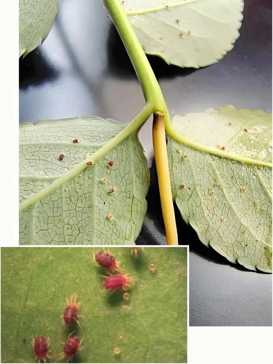 早春家庭植物养护，抓准这3个关键→