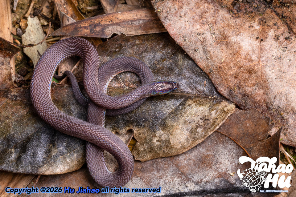 浙江17岁高中生率先发现新物种，联合发文登上SCI，当事人回应质疑：父母是普通人