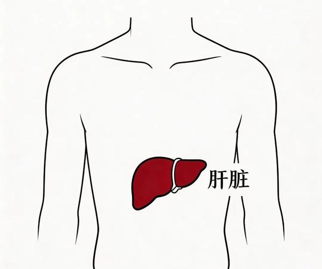 节后胖三斤不是小事！科学减重，甩掉大肚腩逆转脂肪肝