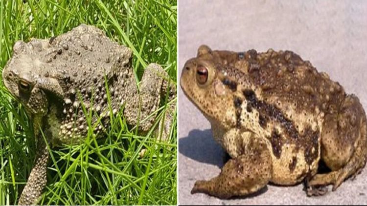 警惕！这五种有毒动植物需谨慎识别，禁止食用