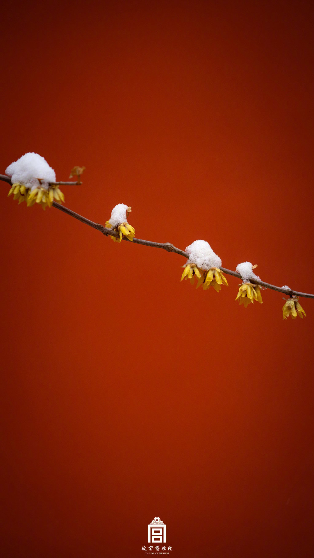 中式美学！故宫遇上春雪的氛围感