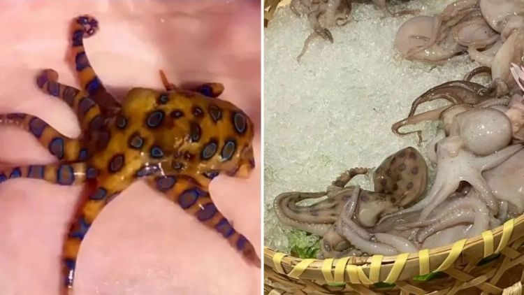 警惕！这五种有毒动植物需谨慎识别，禁止食用