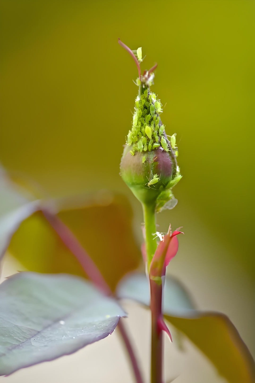 早春家庭植物养护，抓准这3个关键→