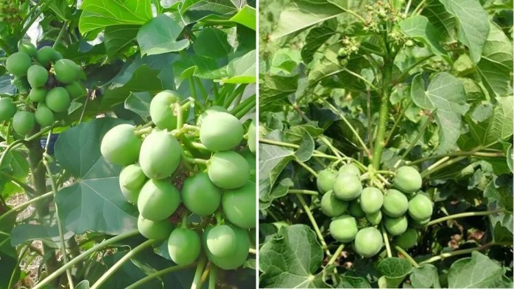 警惕！这五种有毒动植物需谨慎识别，禁止食用