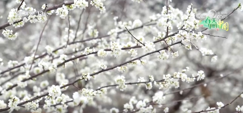 各地春日文旅持续升温 “赏花流量”转化为“消费留量”