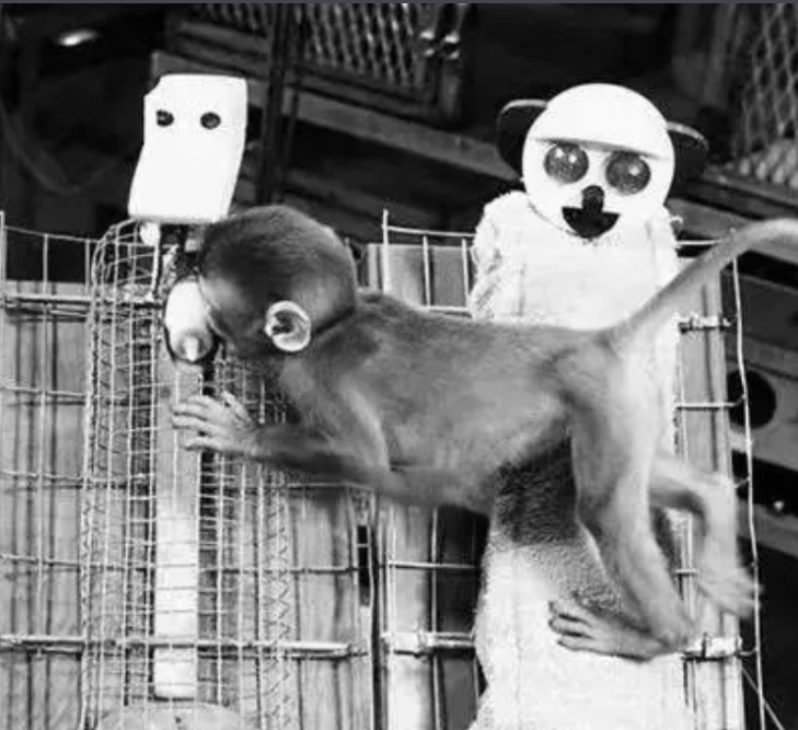 毛绒玩具当妈妈，被全世界心疼的小猴还有救