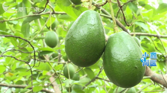 水果代餐减肥？当心“健康陷阱”！这5个错误做法要避免