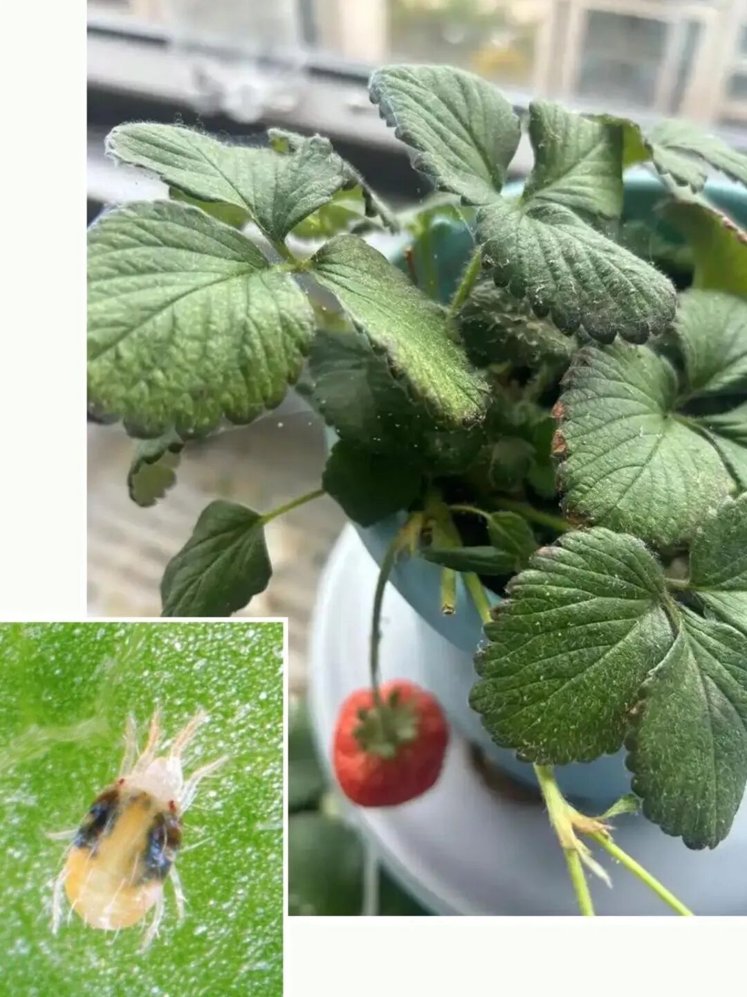 小心植物"热伤风"！早春家庭养护记住这三个关键