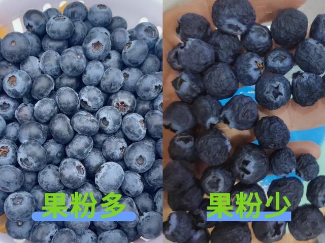 冷知识：真的不建议大家买超大蓝莓