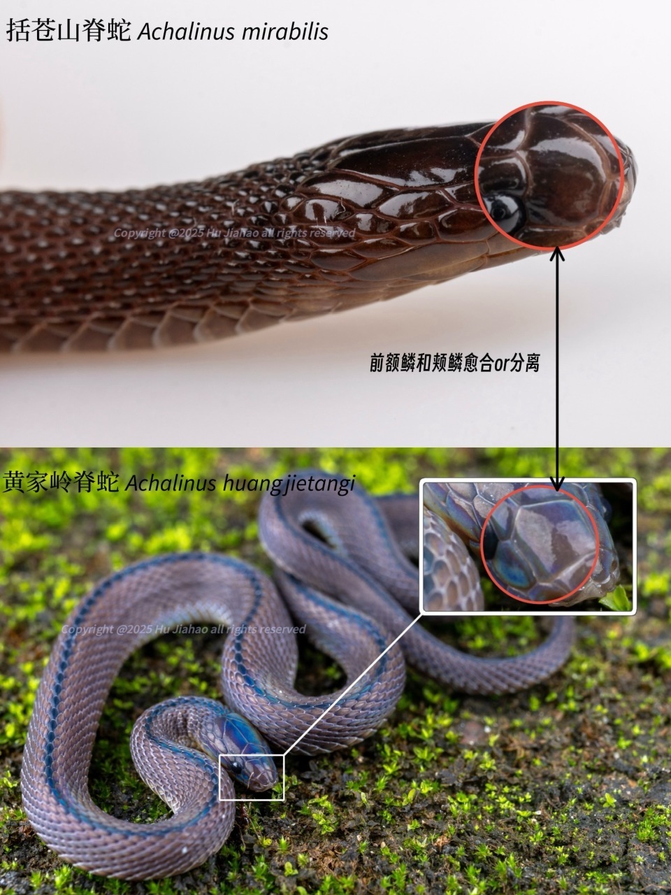 浙江17岁高中生率先发现新物种，联合发文登上SCI，当事人回应质疑：父母是普通人