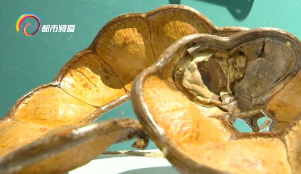 火出圈的“显眼包”、“云南特产” 可以带上飞机！但是要注意有毒！千万别误食