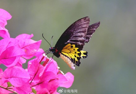 海南首次记录到裳凤蝶