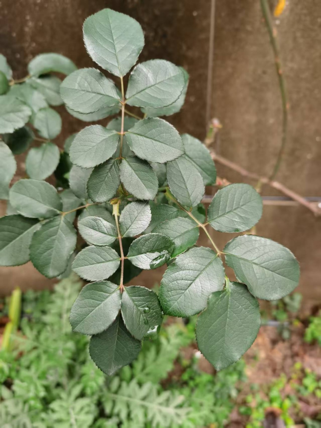 早春家庭植物养护，抓准这3个关键→