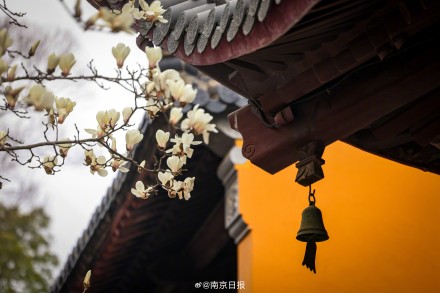 南京灵谷景区内的玉兰花开了