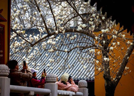 南京灵谷景区内的玉兰花开了