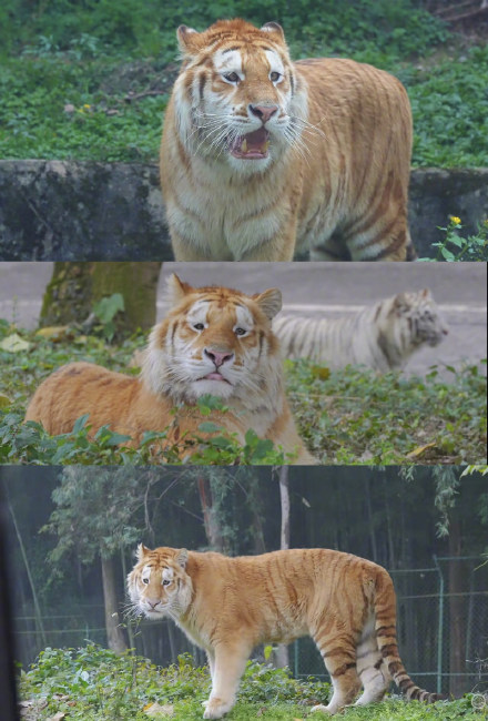 老虎版“没头脑”和“不高兴”爆火出圈，饲养员：其实很聪明很开心