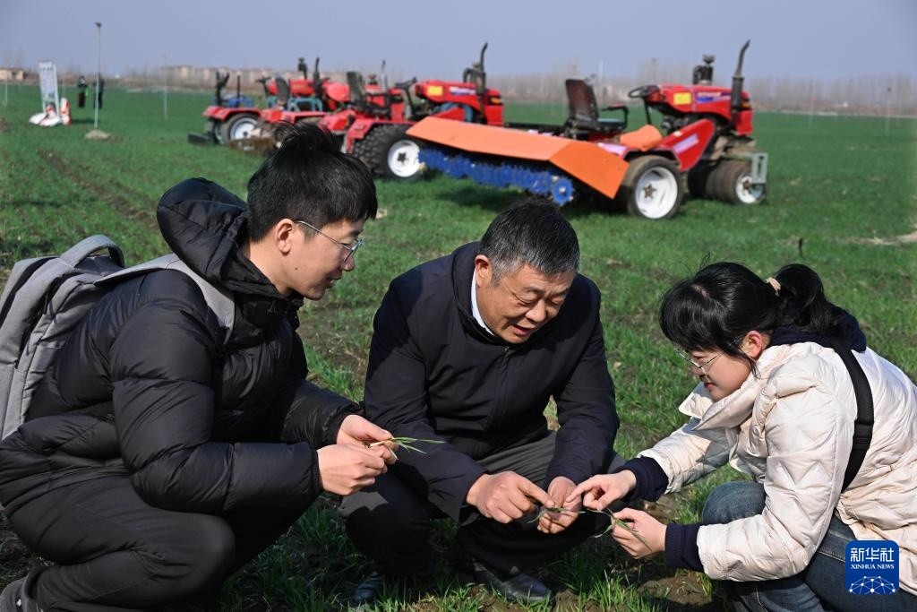 夯实春季田管 确保小麦丰收