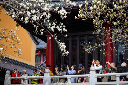 南京灵谷景区内的玉兰花开了