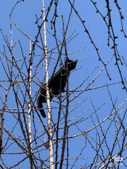 小猫被困8米高空，他们暖心营救