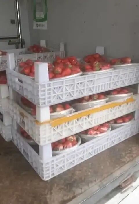 200盆草莓5分钟被抢光！济南“草莓阿姨”：老顾客没买到，有点过意不去