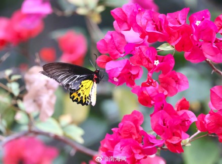 海南首次记录到裳凤蝶
