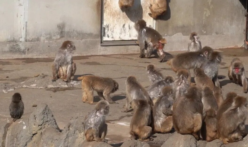 毛绒玩具当妈妈，被全世界心疼的小猴还有救