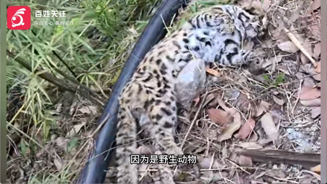 男子进山徒步发现“豹子”尸体，官方核查：实为国家二级保护动物