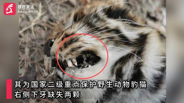 男子进山徒步发现“豹子”尸体，官方核查：实为国家二级保护动物