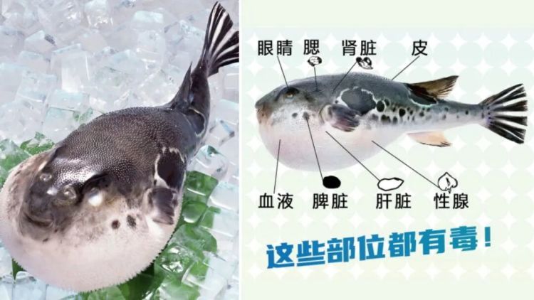 警惕！这五种有毒动植物需谨慎识别，禁止食用