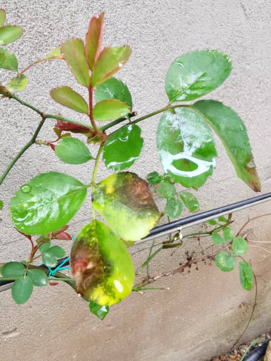 小心植物"热伤风"！早春家庭养护记住这三个关键