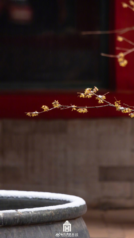中式美学！故宫遇上春雪的氛围感