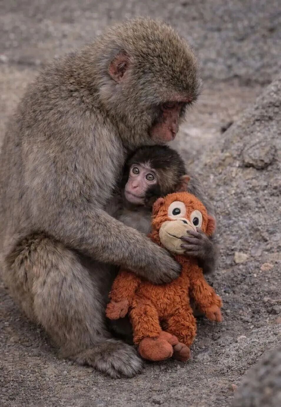 毛绒玩具当妈妈，被全世界心疼的小猴还有救