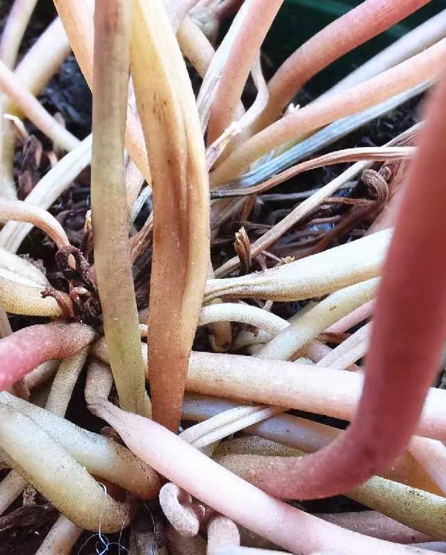 小心植物"热伤风"！早春家庭养护记住这三个关键