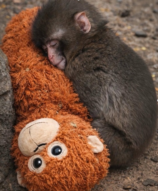 毛绒玩具当妈妈，被全世界心疼的小猴还有救